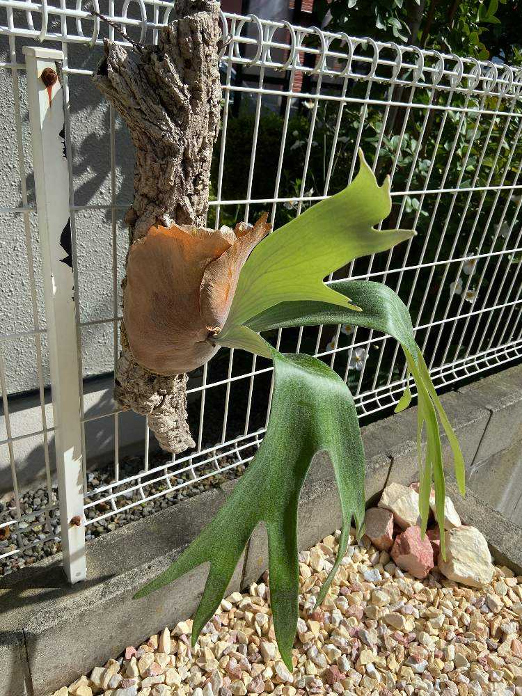 ビカクシダの成長記録🌿｜🍀GreenSnap（グリーンスナップ）