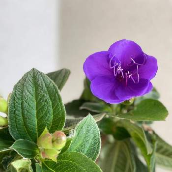 台風一過の画像 by 青豆さん | バルコニー/ベランダとノボタンと台風一過ときれいと元気に育て！と良い週末を♪と晴天と紫の花と咲いた！