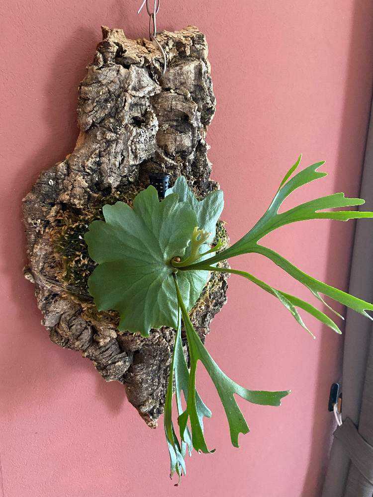 親株 Kitshakood Thin&Dwarf キッチャクード シン ドワーフ 親株 Kitshakood Thin&Dwarf キッチャクード シン ドワーフ Amazon.co