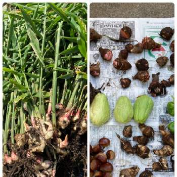 生姜栽培の投稿画像一覧 Greensnap グリーンスナップ