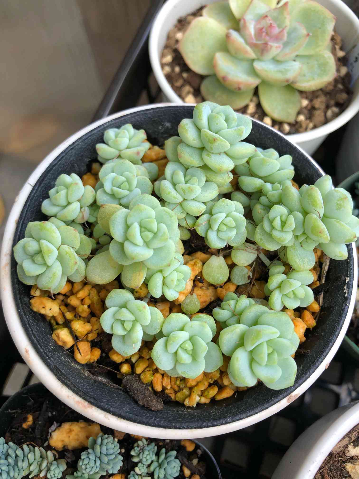 ペレスデラロサエの成長記録｜🍀GreenSnap（グリーンスナップ）