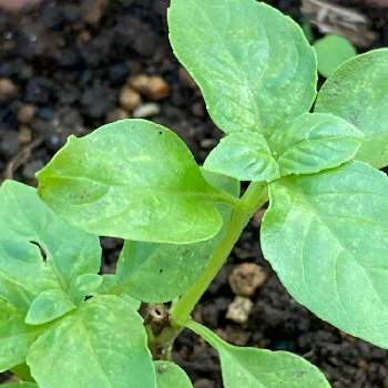 バジルの投稿画像一覧 Greensnap グリーンスナップ