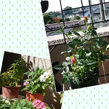 心の支えの画像 by 一花さん | バルコニー/ベランダと花はいつも私の薬箱と癒しの時間と花散歩と心の支えとベランダガーデニングとおうち園芸と花のある暮らしと花友達と小さな花
