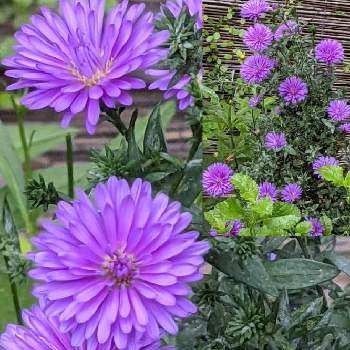 宿根アスタービクトリアの画像 by リベカさん | 小さな庭と宿根アスタービクトリアとGSに感謝。といつも心に太陽をときれいな色と美しく青きドヨウとお花のある生活