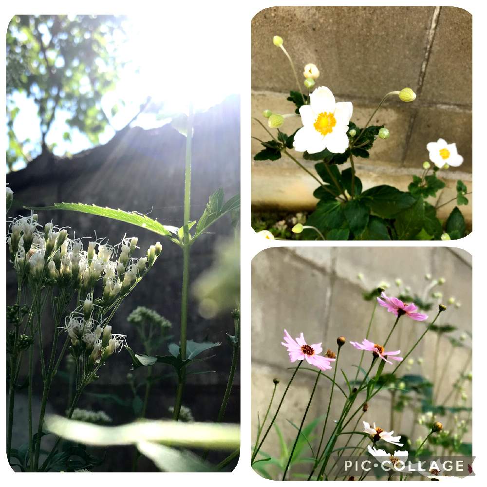 小さな庭の画像 by kayさん | 小さな庭とコレオプシスと貴船菊とフジバカマとシュウメイギクとふわふわと フジバカマとピンクの花とピンクと白い花と小さな花とコレオプシス♡といいね❤️フォロー❤️コメント❤️ありがとうとシュウメイギクの花