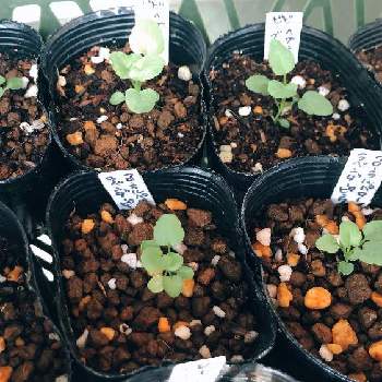 ビオラ ビビ ヘブンリーブルーの投稿画像一覧 Greensnap グリーンスナップ