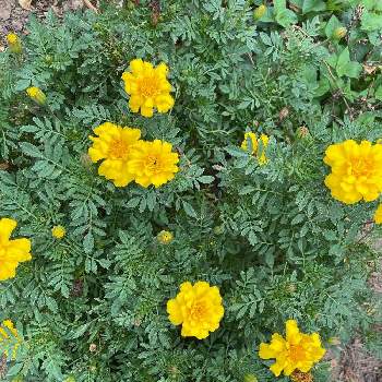 虫除けの画像 by ラックスさん | 広い庭とマリーゴールドと黄色い花と虫除けと溢れ種