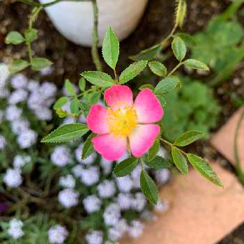 ツルバラの画像 by ゆりちゃん*✿さん | 小さな庭とツルバラとHTCと癒しとコロナに負けるな！とGSミニモニ。と花のある暮らしと薔薇♪