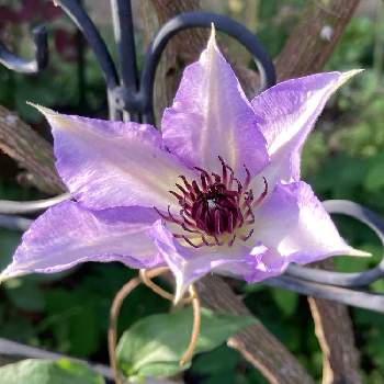 四季咲きクレマチスの投稿画像一覧 Greensnap グリーンスナップ