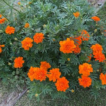 虫除けの画像 by ラックスさん | 広い庭とマリーゴールドと虫除けとオレンジの花と溢れ種