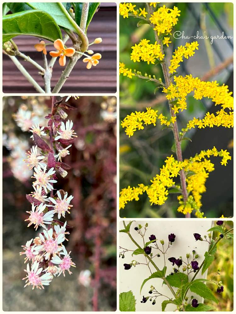 ソリダゴ ファイヤーワークスの投稿画像 By 茶々のお庭さん 黒花ヒキオコシとアスターラテリフローラス レディ イン ブラックとキンモクセイとhtcとキュンキュン乙女倶楽部とわれら17年組とキュンキュン乙女倶楽部no 285とチーム ブルーno 014とちっちゃいものクラブ