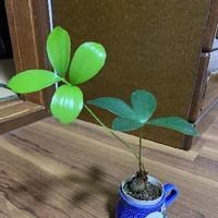 ザミアの育て方 管理する温度や水やりのコツは Greensnap グリーンスナップ
