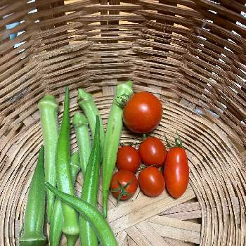 ジュリエット（ミニトマト）の画像 by dp106さん | 畑と中玉トマト　フルティカとジュリエット（ミニトマト）と白ひすい(オクラ)とスイートマスコット（ミニトマト）と家庭菜園とおうちde菜園とおうち園芸とオクラ栽培とトマト栽培