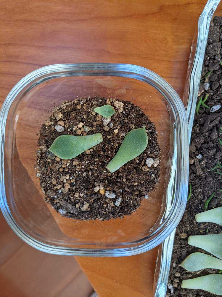 葉挿しにトライ｜🍀GreenSnap（グリーンスナップ）