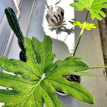 根上げセロームの投稿画像一覧 Greensnap グリーンスナップ 根上げセロームの投稿画像一覧 Greensnap グリーンスナップ