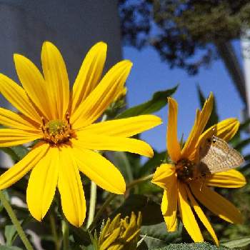 蝶 ヤマトシジミの画像 by 太陽の塔さん | ルドベキアと蝶 ヤマトシジミ