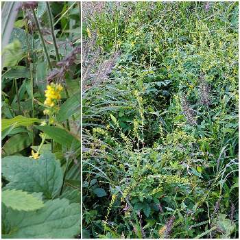 キンミズヒキ の投稿画像一覧 Greensnap グリーンスナップ