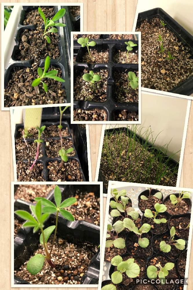 チャイブの投稿画像 By うぃんさん ルピナスとローマンカモミールとリビングストーンデージーと葉牡丹と美女撫子とストックと徒長と種からと種まき 21月10月2日 Greensnap グリーンスナップ