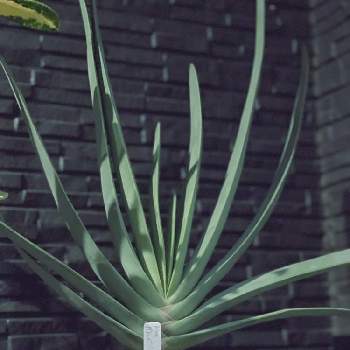 アロエ プリカティリスの投稿画像一覧 Greensnap グリーンスナップ