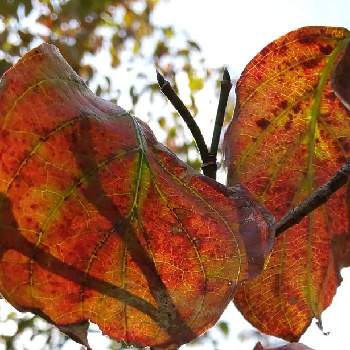 紅葉した葉っぱの画像 by お伽草詩さん | お出かけ先とハナミズキと紅葉した葉っぱと秋の訪れと風通しの良い場所と魅力的と陽当たりの良い場所と会社の敷地内と開けた場所