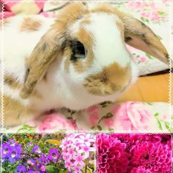 ロップイヤーの投稿画像一覧 Greensnap グリーンスナップ