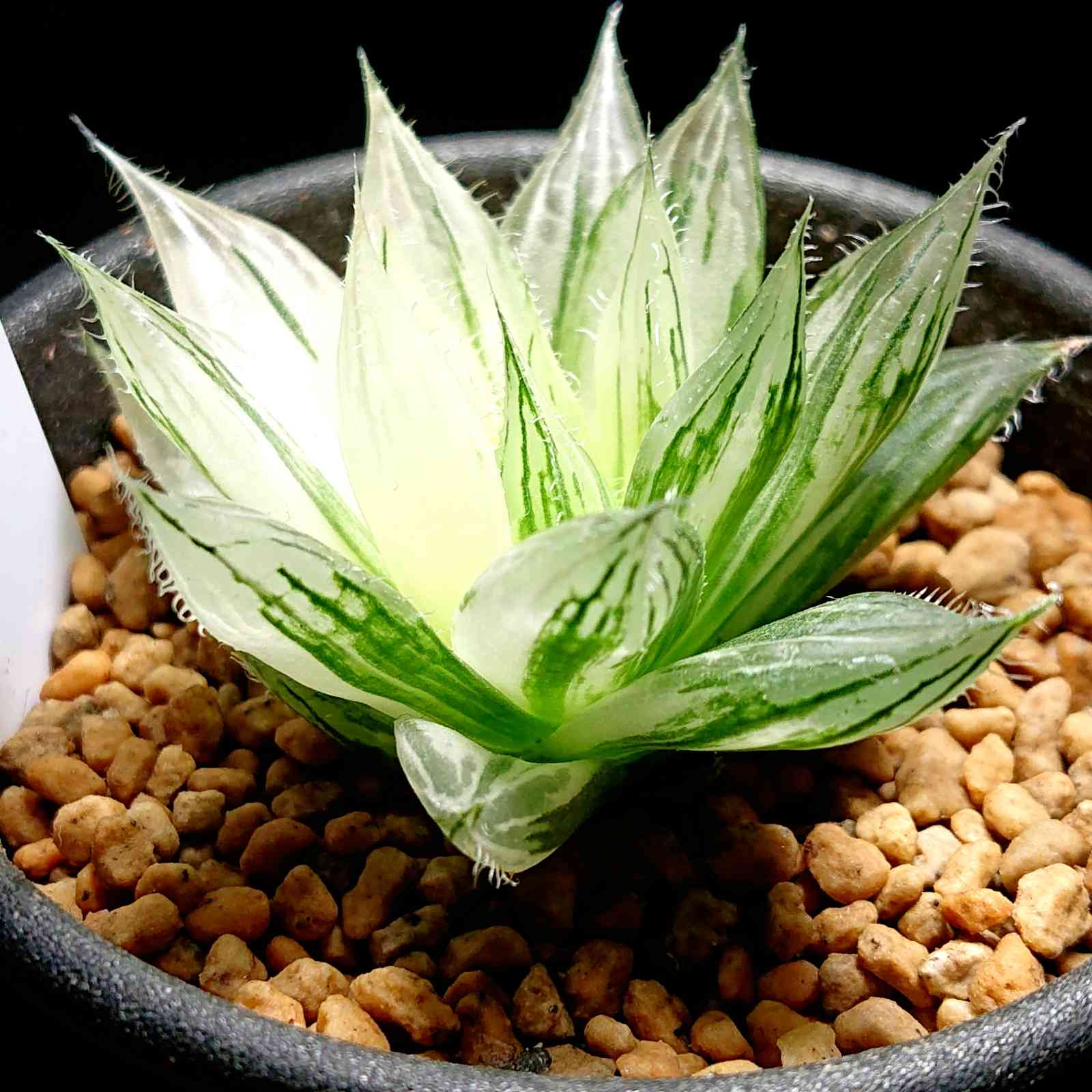 ハオルチア ボルシー錦の一覧｜🍀GreenSnap（グリーンスナップ）