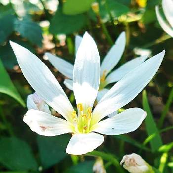 白い花びらと黄色のしべの投稿画像一覧 Greensnap グリーンスナップ