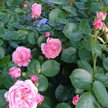 京成バラの画像 by green.tinkerbellさん | 小さな庭と薔薇 バイランドとばら バラ 薔薇と庭の花と薔薇バイランドとピンクのバラ♡と小さな庭♡と自宅の庭よりと京成バラとピンクと薔薇♪とはなのあるくらし