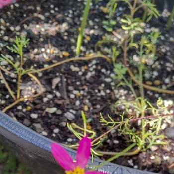 ダイソーの種からの投稿画像一覧 Greensnap グリーンスナップ