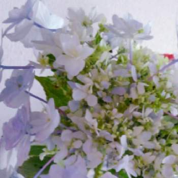 紫陽花 墨田の花火の投稿画像一覧 Greensnap グリーンスナップ