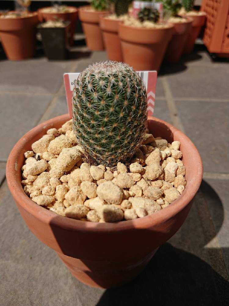 2021》サボテン｜🍀GreenSnap（グリーンスナップ）