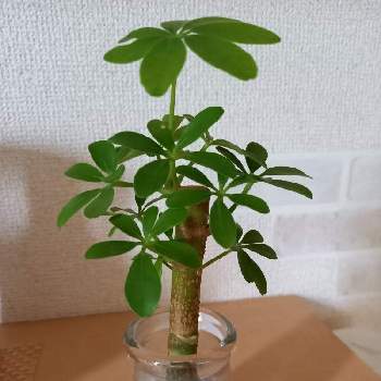 カポック の投稿画像一覧 Greensnap グリーンスナップ