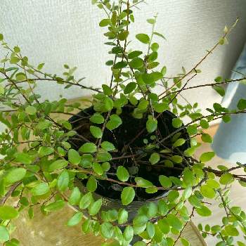 真珠コケモモの投稿画像一覧 Greensnap グリーンスナップ