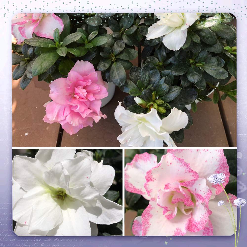 ツツジ科 の投稿画像 By Ichiさん 華やかなお花 とアザレア と多色咲きと促成栽培とツツジ科 と華やかなお花 とアザレア と多色咲きと促成栽培 21月10月3日 Greensnap グリーンスナップ Greensnap グリーンスナップ