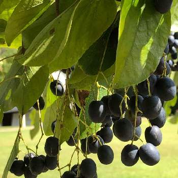 可愛い木の実の画像 by Cimarronさん | お出かけ先とヒトツバタゴ(ナンジャモンジャ)の実と可愛い木の実と果穂／球果