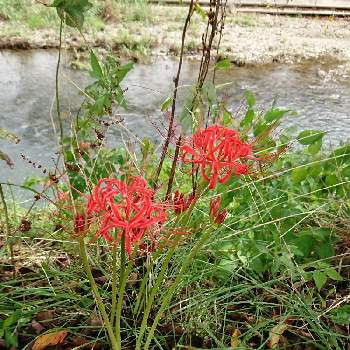 赤い彼岸花の画像 by りんご୨୧さん | お出かけ先と花のある暮らしと赤い彼岸花