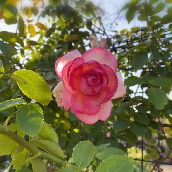 ツル薔薇の画像 by keychanさん | 千葉県と京成バラ園とツル薔薇