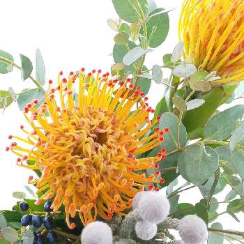 ピンクッション アヨバサンの投稿画像一覧 Greensnap グリーンスナップ