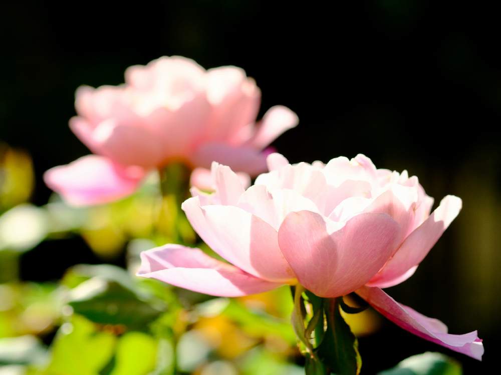 小さな庭の画像 by ボヤージュさん | 小さな庭とディスタント・ドラムスと薔薇に魅せられてとバラ大好きとバラのある暮らしと今朝のバラとミラーレス一眼とバラが好きとばら 薔薇 バラ