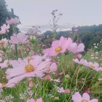 ひみつの花園の画像 by 葉っぱちゃんさん | お出かけ先とひみつの花園とコスモス♡