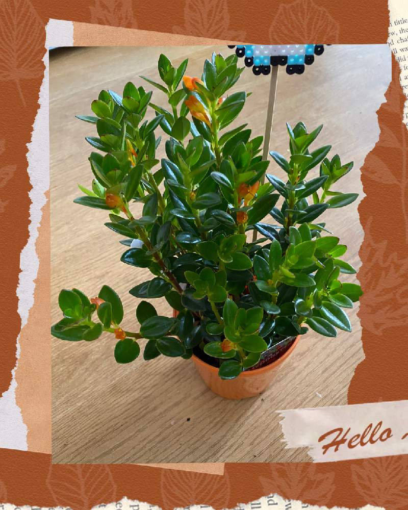 アイロンビーズの投稿画像 By ロミさん 21月10月3日 Greensnap グリーンスナップ