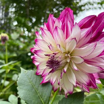 ダリア ウェディングマーチの投稿画像一覧 Greensnap グリーンスナップ