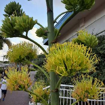 南国の花の投稿画像一覧 Greensnap グリーンスナップ