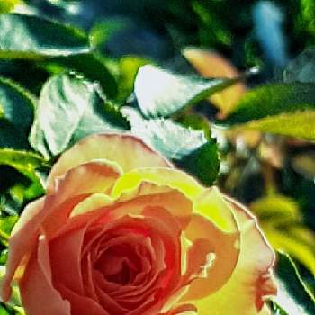朝日を浴びる花の画像 by さくら貝さん | お出かけ先とバラとバラ　秋と♡秋のバラ♡とスマホ撮影と♡今日のお花♡とばら バラ 薔薇と季節の花と今日の花と花びらとお花と朝日を浴びる花と♡朝散歩道♡