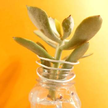 コチレドン オルビキュラータの投稿画像一覧 Greensnap グリーンスナップ