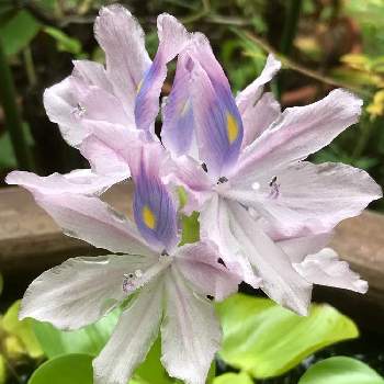 ミズアオイ科の投稿画像一覧 Greensnap グリーンスナップ