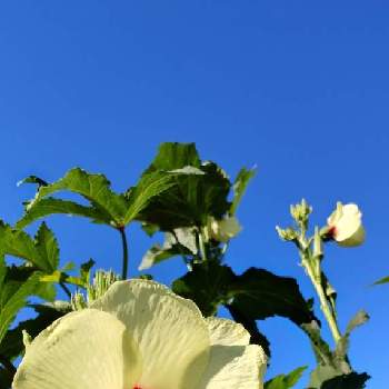 オクラ花の投稿画像一覧 Greensnap グリーンスナップ