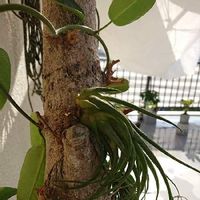 マダガスカルジャスミンの育て方 植える時期や剪定方法は Greensnap グリーンスナップ マダガスカルジャスミンの育て方 植える時期や剪定方法は Greensnap グリーンスナップ