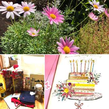 Happy birthdayの画像 by おきぬdhさん | 小さな庭とマーガレットとHappy birthday