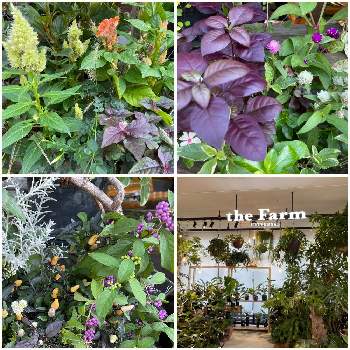 南町田グランベリーパークの投稿画像一覧 Greensnap グリーンスナップ